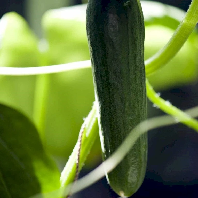 Frilandsagurk 'Marketer' Øko Cucumis Sativus 'Marketer' Frøpose, Antal Pr. Pakke, Ca. 14 Stk. 2 Frilandsagurk 'Marketer' Øko Cucumis Sativus 'Marketer' Frøpose, Antal Pr. Pakke, Ca. 14 Stk. - Billede 2