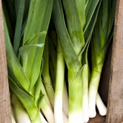 Porre 'Herbstriesen 2' Øko Allium Ampeloprasum 'Herbstriesen 2' Frøpose, Antal Pr. Pakke, Ca. 50 Stk. 5 Porre 'Herbstriesen 2' Øko Allium Ampeloprasum 'Herbstriesen 2' Frøpose, Antal Pr. Pakke, Ca. 50 Stk. -Osmosite Butik p34128 54603 allium ampeloprasum herbstriesen 2 eda6