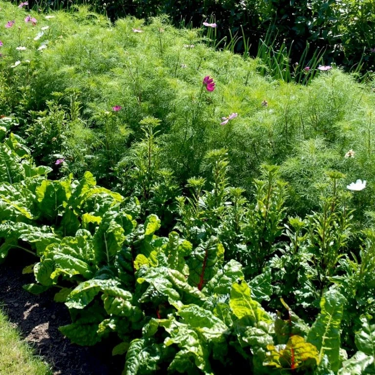Bladbede 'White Silver 3' Øko Beta Vulgaris 'White Silver 3' Frøpose, Antal Pr. Pakke, Ca. 30 Stk. 3 Bladbede 'White Silver 3' Øko Beta Vulgaris 'White Silver 3' Frøpose, Antal Pr. Pakke, Ca. 30 Stk. - Billede 3