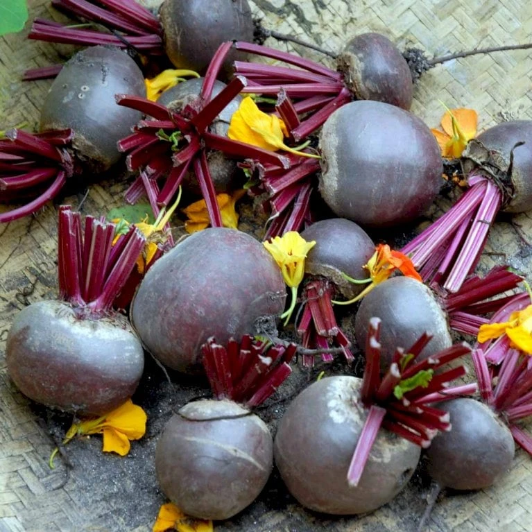 Rund Rødbede 'Detroit 2' Øko Beta Vulgaris 'Detroit 2' Frøpose, Antal Pr. Pakke, Ca. 100 Stk. 2 Rund Rødbede 'Detroit 2' Øko Beta Vulgaris 'Detroit 2' Frøpose, Antal Pr. Pakke, Ca. 100 Stk. - Billede 2