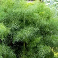 Knoldfennikel 'Finale' Øko Foeniculum Vulgare 'Finale' Frøpose, Antal Pr. Pakke, Ca. 20 Stk. -Osmosite Butik p34143 54566 foeniculum vulgare finale 08e4