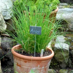 Purløg 'Staro' Øko Allium Schoenoprasum 'Staro' Frøpose, Antal Pr. Pakke, Ca. 12 Stk. -Osmosite Butik p34144 54570 allium schoenoprasum staro d087