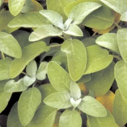 Lægesalvie Øko Salvia Officinalis L. Frøpose, Antal Pr. Pakke, Ca. 14 Stk. -Osmosite Butik p34150 54663 salvia officinalis l 9072