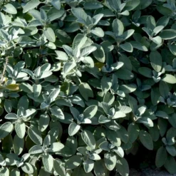 Lægesalvie Øko Salvia Officinalis L. Frøpose, Antal Pr. Pakke, Ca. 14 Stk. -Osmosite Butik p34150 54664 salvia officinalis l 1941