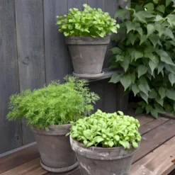 Persille 'Gigante D'Italia' Øko Petroselinum Crispum 'Gigante D'Italia' Frøpose, Antal Pr. Pakke, Ca. 80 Stk. -Osmosite Butik p34154 54639 petroselinum crispum gigante d italia 81b2