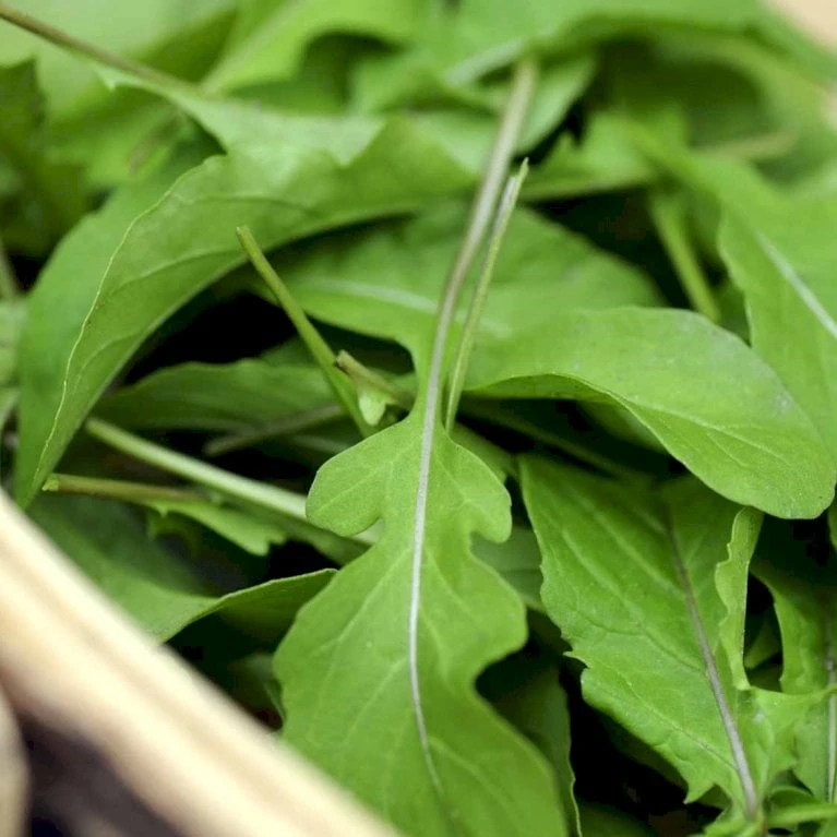 Vild Rucola Øko Diplotaxis Tenufolia Frøpose, Antal Pr. Pakke, Ca. 140 Stk. 2 Vild Rucola Øko Diplotaxis Tenufolia Frøpose, Antal Pr. Pakke, Ca. 140 Stk. - Billede 2