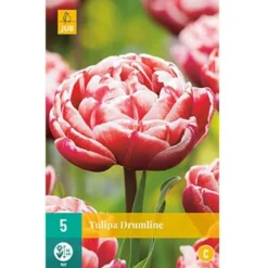 Osmosite Butik -Osmosite Butik p34514 50118 tulips drumline e294