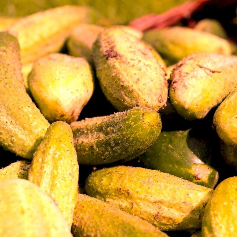 Frilandsdrueagurk 'Gele Tros' Øko Cucumis Sativus 'Gele Tros' Frøpose, Antal Pr. Pakke, Ca. 12 Stk. 2 Frilandsdrueagurk 'Gele Tros' Øko Cucumis Sativus 'Gele Tros' Frøpose, Antal Pr. Pakke, Ca. 12 Stk. - Billede 2