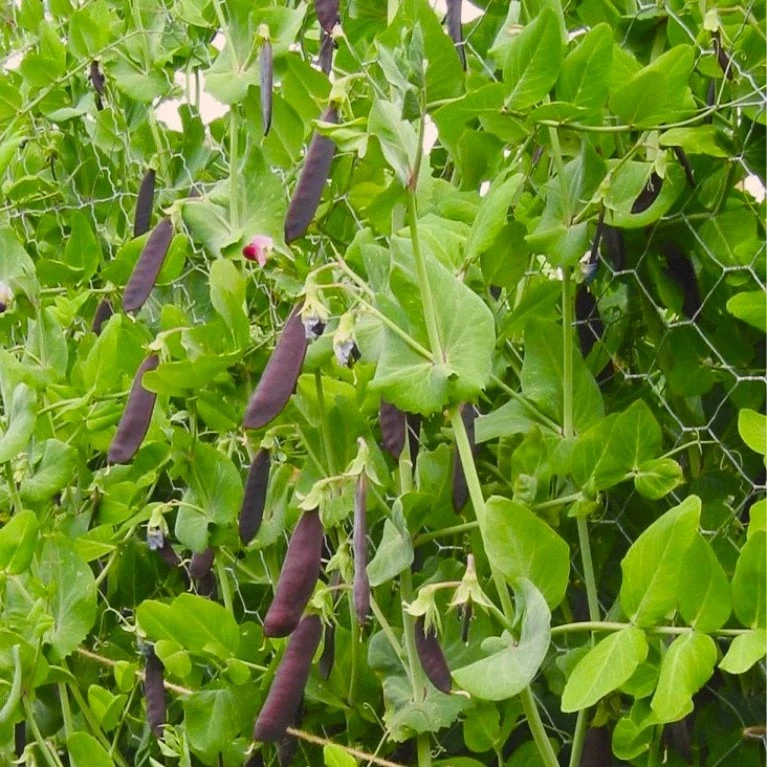 Skalært 'Blauwschokker' Øko Pisum Sativum 'Blauwschokker' Frøpose, Antal Pr. Pakke, Ca. 50 Stk. 2 Skalært 'Blauwschokker' Øko Pisum Sativum 'Blauwschokker' Frøpose, Antal Pr. Pakke, Ca. 50 Stk. - Billede 2