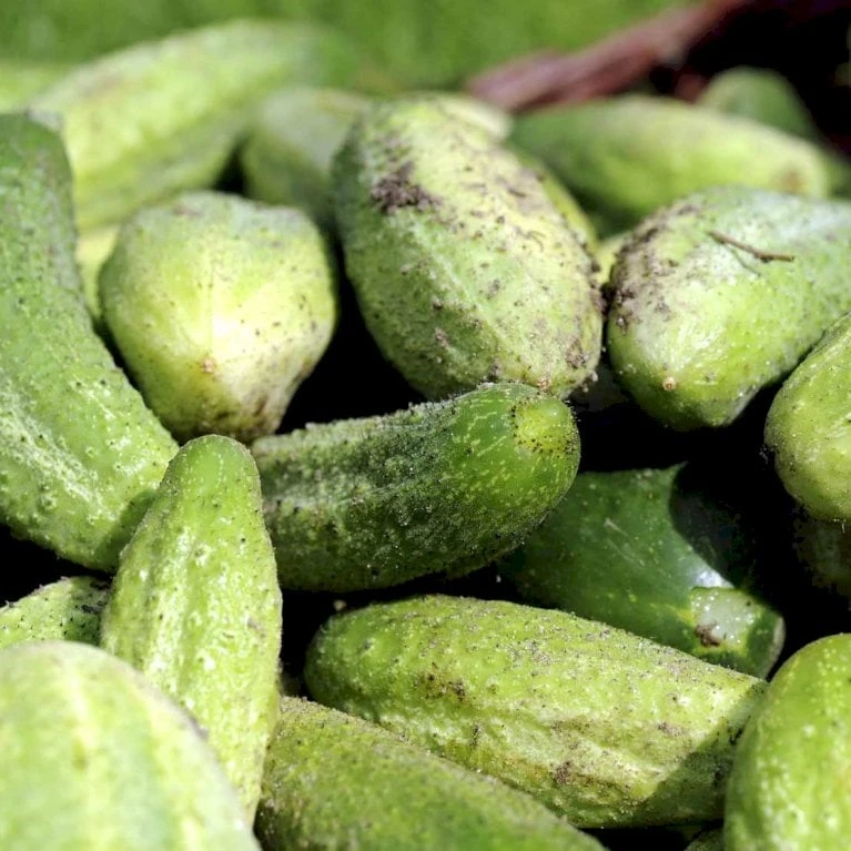 Frilandsdrueagurk 'Profi' F1 Øko Cucumis Sativus 'Profi' F1 2 Frilandsdrueagurk 'Profi' F1 Øko Cucumis Sativus 'Profi' F1 - Billede 2