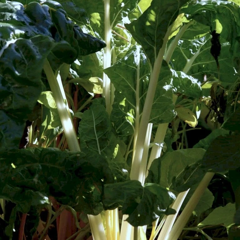 Bladbede 'White Silver 3' Øko Beta Vulgaris 'White Silver 3' 2 Bladbede 'White Silver 3' Øko Beta Vulgaris 'White Silver 3' - Billede 2