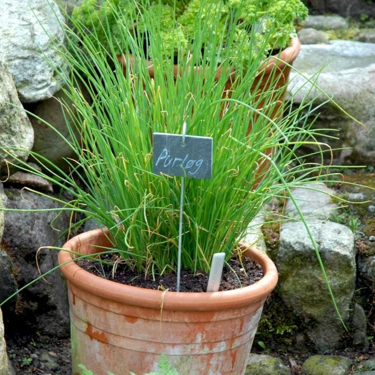 Purløg 'Staro' Øko Allium Schoenoprasum 'Staro' 2 Purløg 'Staro' Øko Allium Schoenoprasum 'Staro' - Billede 2