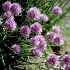 Purløg 'Staro' Øko Allium Schoenoprasum 'Staro' 5 Purløg 'Staro' Øko Allium Schoenoprasum 'Staro' -Osmosite Butik p34609 54568 allium schoenoprasum staro 3028