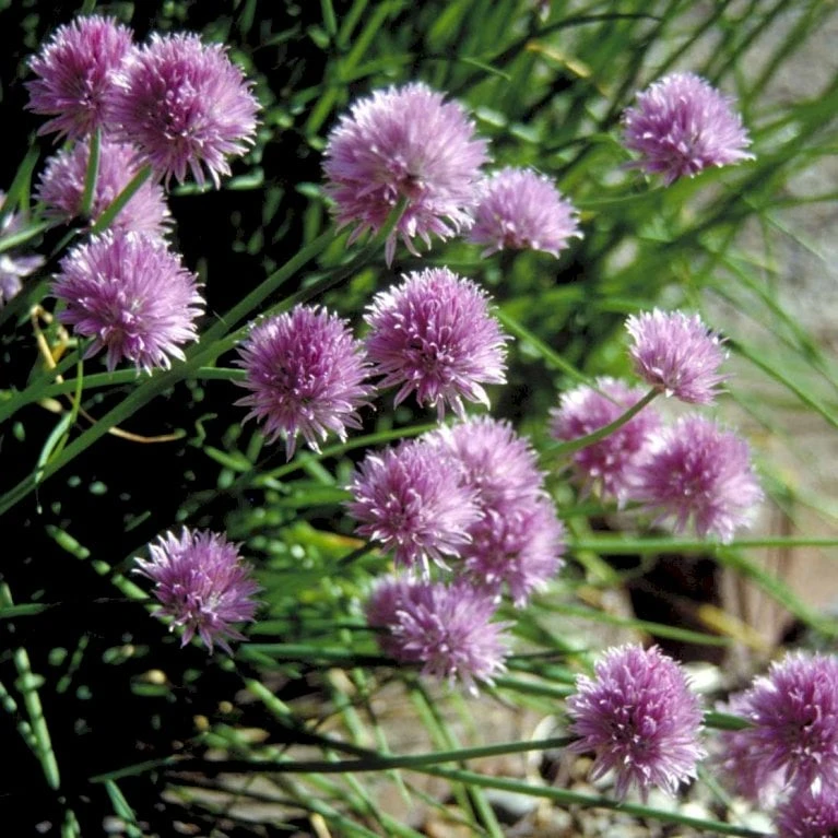 Purløg 'Staro' Øko Allium Schoenoprasum 'Staro' 3 Purløg 'Staro' Øko Allium Schoenoprasum 'Staro' - Billede 3