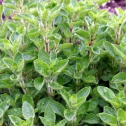 Vild Merian Øko Origanum Vulgare L. -Osmosite Butik p34610 54626 origanum vulgare l b2e6