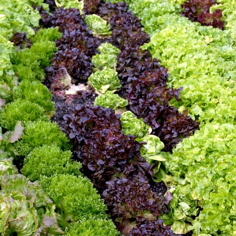 Pluksalat 'Plezir' Øko Lactuca Sativa 'Plezir' 2 Pluksalat 'Plezir' Øko Lactuca Sativa 'Plezir' - Billede 2