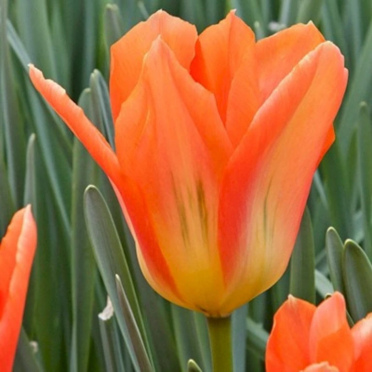 Tulipan 'Orange Emperor' Tulips 'Orange Emperor' Blomsterløg, Antal Pr. Pakke, Ca. 10 Stk. 1 Tulipan 'Orange Emperor' Tulips 'Orange Emperor' Blomsterløg, Antal Pr. Pakke, Ca. 10 Stk.