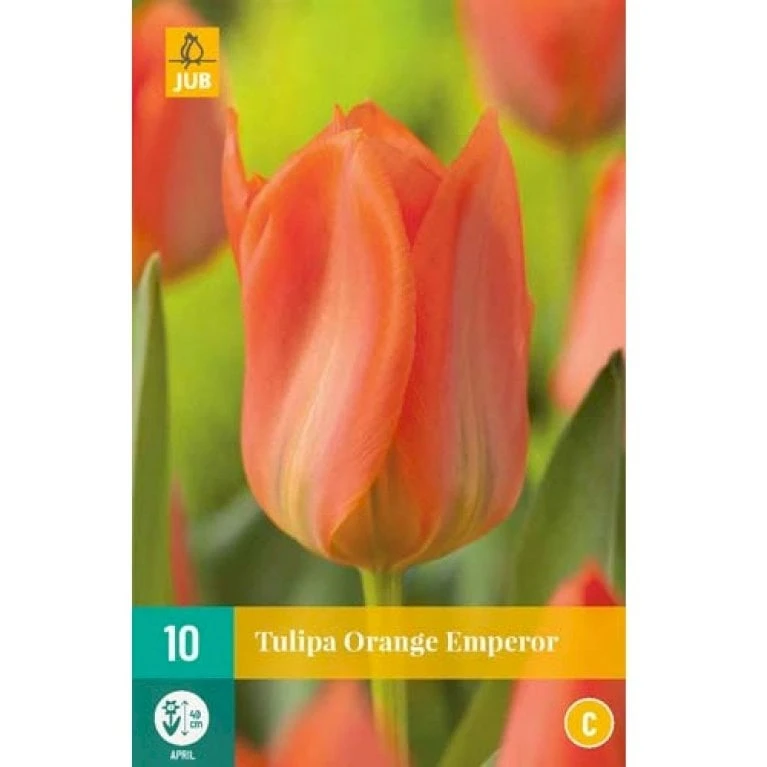 Tulipan 'Orange Emperor' Tulips 'Orange Emperor' Blomsterløg, Antal Pr. Pakke, Ca. 10 Stk. 2 Tulipan 'Orange Emperor' Tulips 'Orange Emperor' Blomsterløg, Antal Pr. Pakke, Ca. 10 Stk. - Billede 2