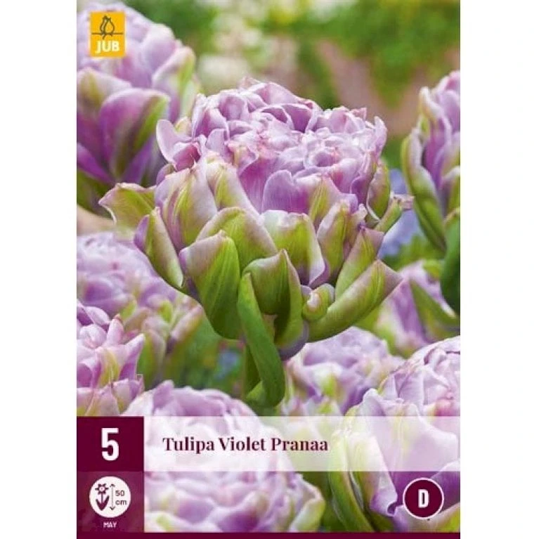 Tulipan 'Violet Pranaa' Tulips 'Violet Pranaa' Blomsterløg, Antal Pr. Pakke, Ca. 5 Stk. 1 Tulipan 'Violet Pranaa' Tulips 'Violet Pranaa' Blomsterløg, Antal Pr. Pakke, Ca. 5 Stk.