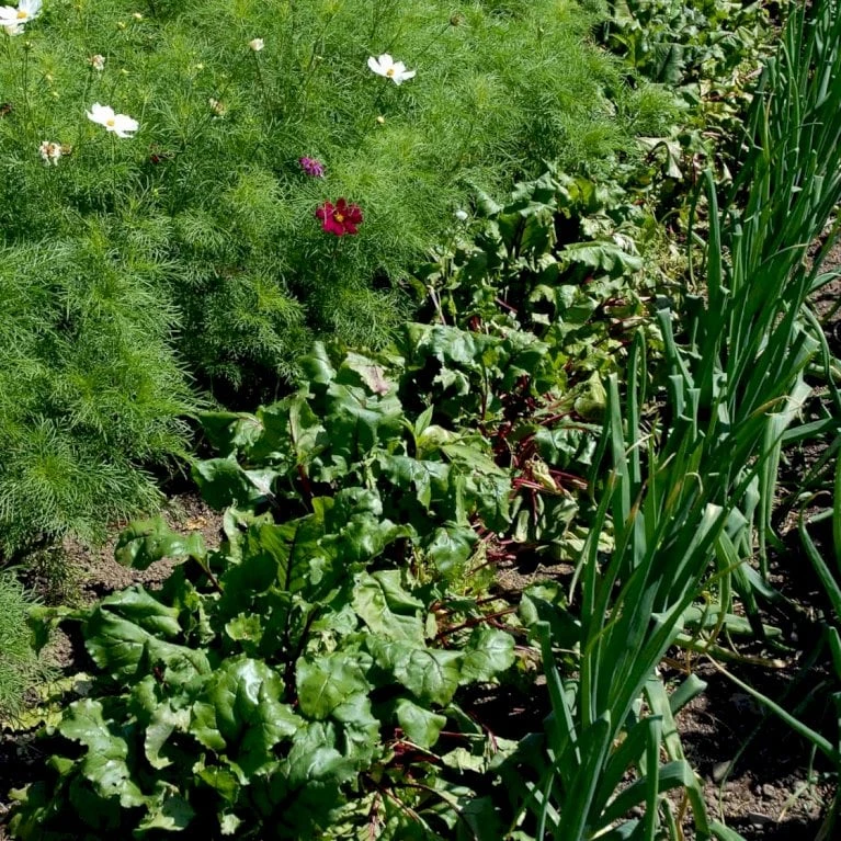 Rødbede 'Chioggia' Øko Beta Vulgaris 'Chioggia' 2 Rødbede 'Chioggia' Øko Beta Vulgaris 'Chioggia' - Billede 2