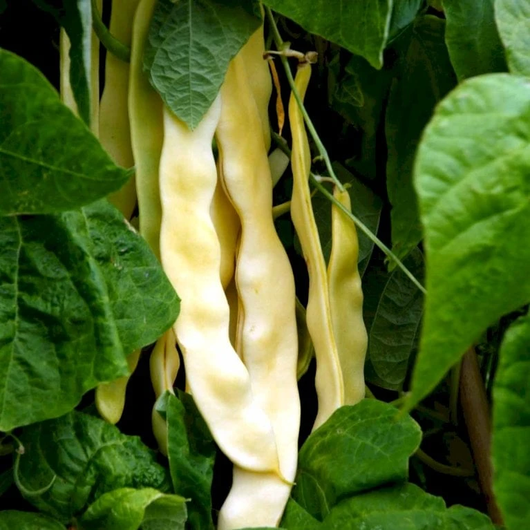 Voksbønne 'Dior' Øko Phaseolus Vulgaris 'Dior' Frøpose, Antal Pr. Pakke, Ca. 30 Stk. 2 Voksbønne 'Dior' Øko Phaseolus Vulgaris 'Dior' Frøpose, Antal Pr. Pakke, Ca. 30 Stk. - Billede 2