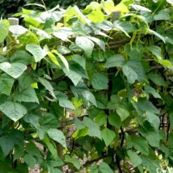 Valskbønne 'Express' Øko Vicia Faba 'Express' -Osmosite Butik p34799 54550 vicia faba express 3b8b