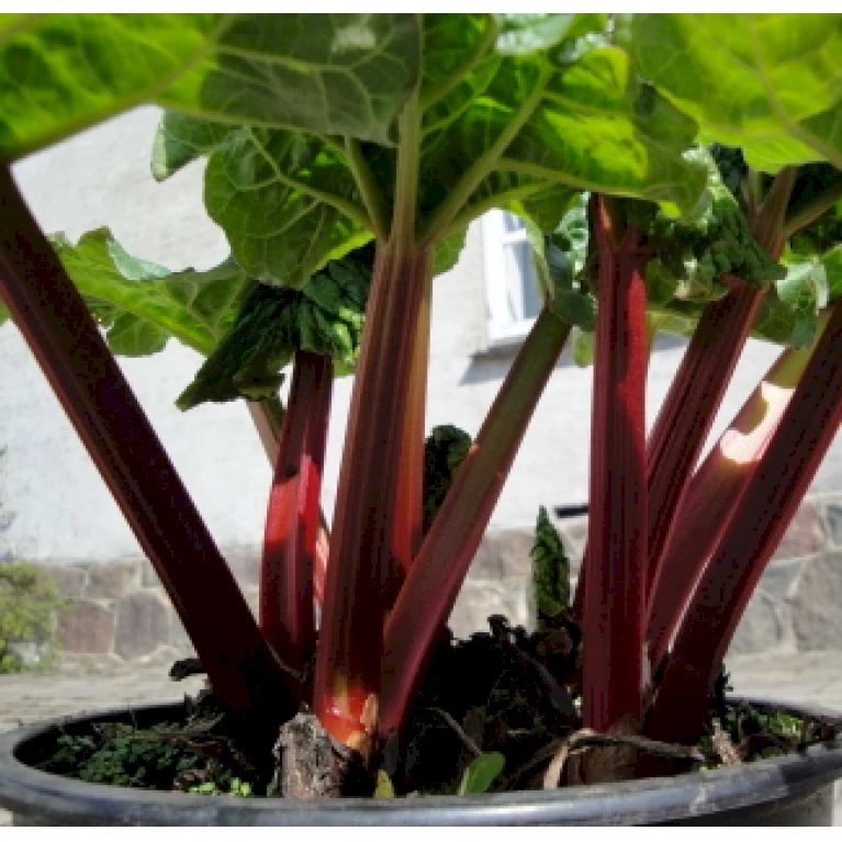 Rabarber 'Sutton Seedless' Rheum 'Sutton Seedless' (vinrabarber) 3,5 Liter Potte 1 Rabarber 'Sutton Seedless' Rheum 'Sutton Seedless' (vinrabarber) 3,5 Liter Potte