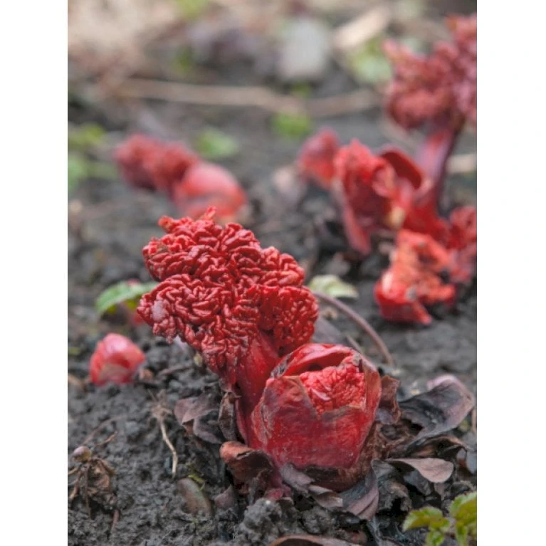 Rabarber 'Timperley Early' Rheum 'Timperley Early' (Drivrabarber) 3,5 Liter Potte 1 Rabarber 'Timperley Early' Rheum 'Timperley Early' (Drivrabarber) 3,5 Liter Potte