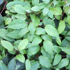 Stikkelsbærkiwi 'Ken's Red' Actinidia Arguta 'Ken's Red' (Hunplante) Potte 2,0 Liter,- Opbundet 60-100 Cm 3 Stikkelsbærkiwi 'Ken's Red' Actinidia Arguta 'Ken's Red' (Hunplante) Potte 2,0 Liter,- Opbundet 60-100 Cm -Osmosite Butik p34870 50520 actinidia arguta ken s red hunplante e46d