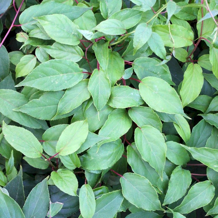 Stikkelsbærkiwi 'Ken's Red' Actinidia Arguta 'Ken's Red' (Hunplante) Potte 2,0 Liter,- Opbundet 60-100 Cm 2 Stikkelsbærkiwi 'Ken's Red' Actinidia Arguta 'Ken's Red' (Hunplante) Potte 2,0 Liter,- Opbundet 60-100 Cm - Billede 2