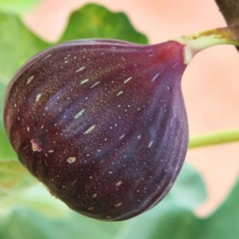 Figen 'Brown Turkey' Ficus Carica 'Brown Turkey' 5 Liter Potte 1 Figen 'Brown Turkey' Ficus Carica 'Brown Turkey' 5 Liter Potte