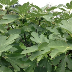 Figen 'Brown Turkey' Ficus Carica 'Brown Turkey' 5 Liter Potte 5 Figen 'Brown Turkey' Ficus Carica 'Brown Turkey' 5 Liter Potte -Osmosite Butik p34890 50587 ficus carica brown turkey 6760