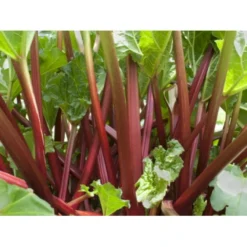 Rabarber 'Frambozen Rood' Rheum 'Frambozen Rood' (jordbærrabarber) 3,5 Liter Potte