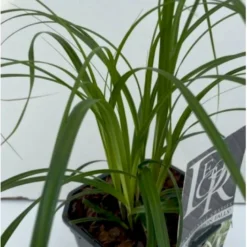 Star 'Ribbon Falls' Carex 'Ribbon Falls' Potte 2 Liter. -Osmosite Butik p35145 41081 carex ribbon falls bb2e
