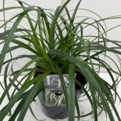Star 'Ribbon Falls' Carex 'Ribbon Falls' Potte 2 Liter. -Osmosite Butik p35145 41083 carex ribbon falls 7539