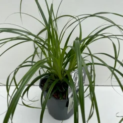 Star 'Ribbon Falls' Carex 'Ribbon Falls' Potte 2 Liter.