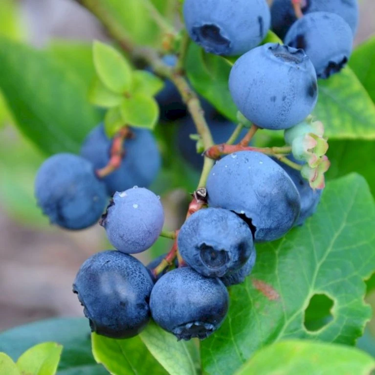 Storfrugtet Blåbær 'Northland' Vaccinium Corymbosum 'Northland' Potte 3 Liter 30-40 Cm. 1 Storfrugtet Blåbær 'Northland' Vaccinium Corymbosum 'Northland' Potte 3 Liter 30-40 Cm.
