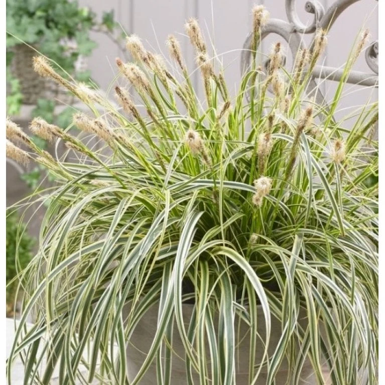 Star 'Feather Falls' Carex 'Feather Falls' Potte 2 Liter. 3 Star 'Feather Falls' Carex 'Feather Falls' Potte 2 Liter. - Billede 3