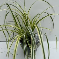 Star 'Feather Falls' Carex 'Feather Falls' Potte 2 Liter.