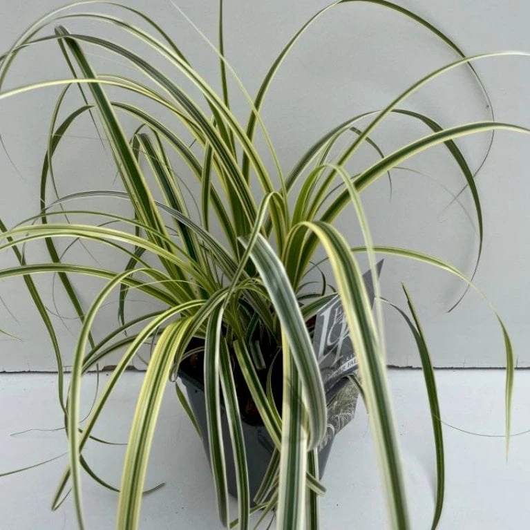 Star 'Feather Falls' Carex 'Feather Falls' Potte 2 Liter. 1 Star 'Feather Falls' Carex 'Feather Falls' Potte 2 Liter.