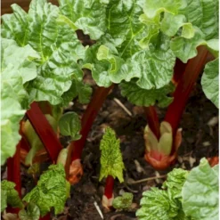 Rabarber 'Livingstone' Rheum 'Livingstone' (remonterende) 3,5 Liter Potte