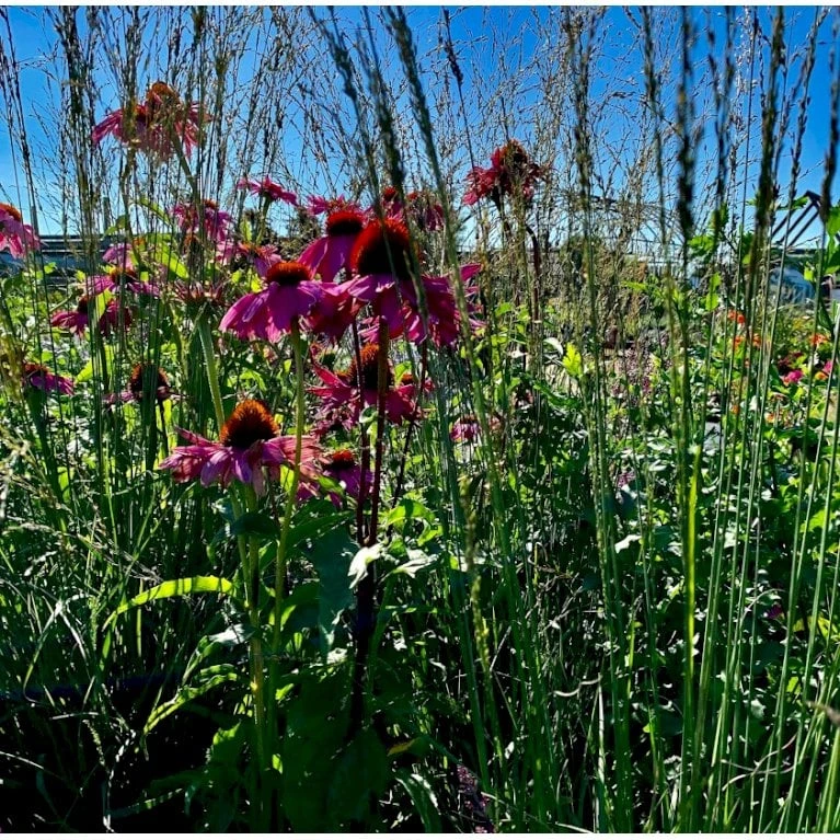 Blåtop 'Edith Dudszus' Molinia Caerulea 'Edith Dudszus' 1 Liter Potte 1 Blåtop 'Edith Dudszus' Molinia Caerulea 'Edith Dudszus' 1 Liter Potte
