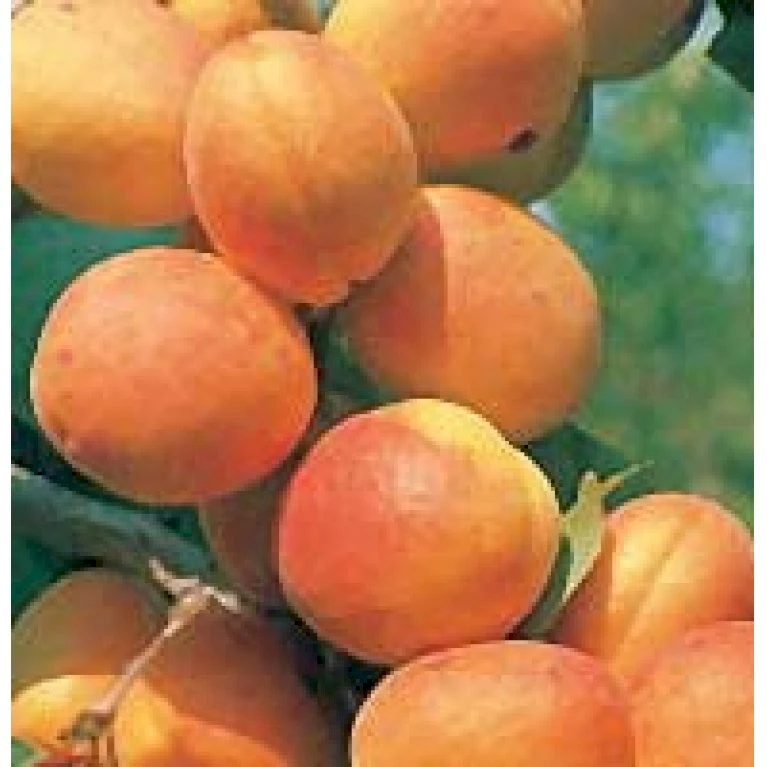Abrikos 'Bergeron' Prunus Armeniaca 'Bergeron' 5 Liter Potte 1 Abrikos 'Bergeron' Prunus Armeniaca 'Bergeron' 5 Liter Potte