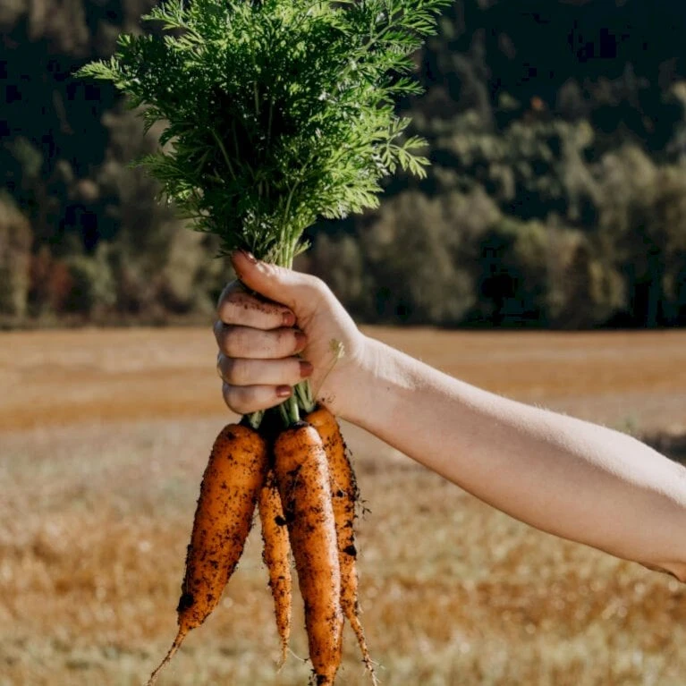 Vintergulerod 'Flakkée 2' Øko Daucus Carota L 'Flakkée 2' Frøpose, Antal Pr. Pakke, Ca. 75 Stk. 2 Vintergulerod 'Flakkée 2' Øko Daucus Carota L 'Flakkée 2' Frøpose, Antal Pr. Pakke, Ca. 75 Stk. - Billede 2