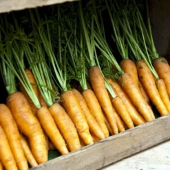 Vintergulerod 'Flakkée 2' Øko Daucus Carota L 'Flakkée 2' Frøpose, Antal Pr. Pakke, Ca. 75 Stk. 5 Vintergulerod 'Flakkée 2' Øko Daucus Carota L 'Flakkée 2' Frøpose, Antal Pr. Pakke, Ca. 75 Stk. -Osmosite Butik p35450 54617 daucus carota l flakkee 2 61a6