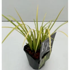 Kalmus 'Golden Delight' Acorus Gramineus 'Golden Delight' 1 Liter Potte -Osmosite Butik p35712 40738 acorus gramineus golden delight 295b