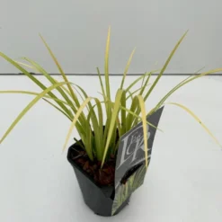 Kalmus 'Golden Delight' Acorus Gramineus 'Golden Delight' 1 Liter Potte