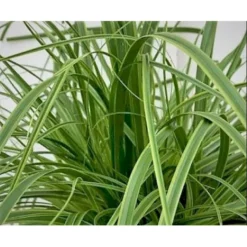 Star 'Everlime' Carex Oshimensis 'Everlime' 1 Liter Potte 5 Star 'Everlime' Carex Oshimensis 'Everlime' 1 Liter Potte -Osmosite Butik p35714 38967 carex oshimensis everlime 707d
