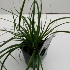 Star 'Everlime' Carex Oshimensis 'Everlime' 1 Liter Potte