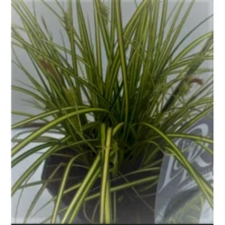 Star 'Eversheen' Carex Oshimensis 'Eversheen' Potte 2 Liter. -Osmosite Butik p35715 41086 carex oshimensis eversheen 8e78